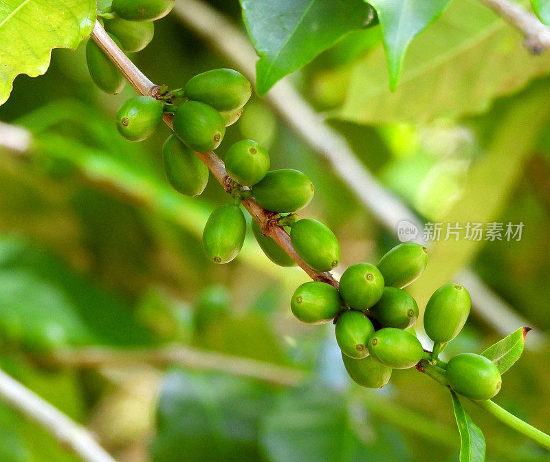 阿拉伯咖啡豆(Coffea arabica)又称山地咖啡和阿拉比卡咖啡